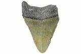 Bargain, Juvenile Megalodon Tooth - Serrated Blade #362956-1